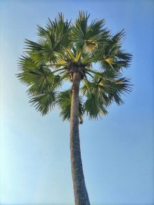 Palm_Tree